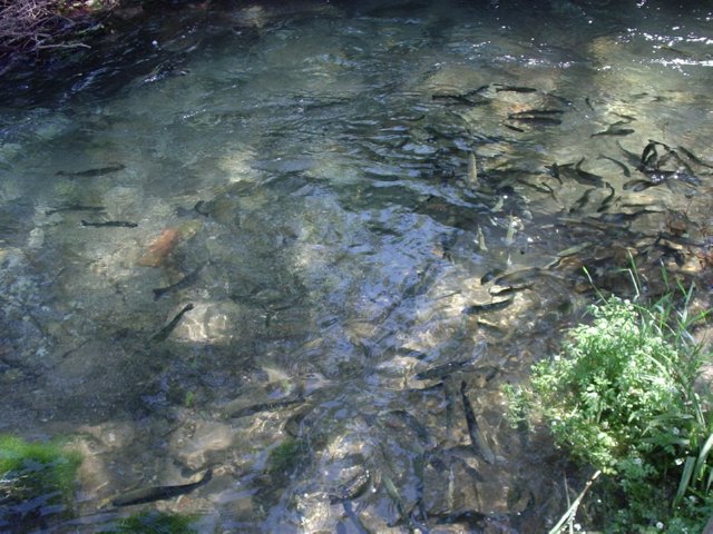 P5300025 regenboog forellen - Rio Frio